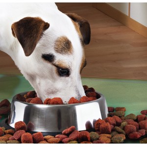 Castron Metalic pentru hranire animale de companie - 29cm